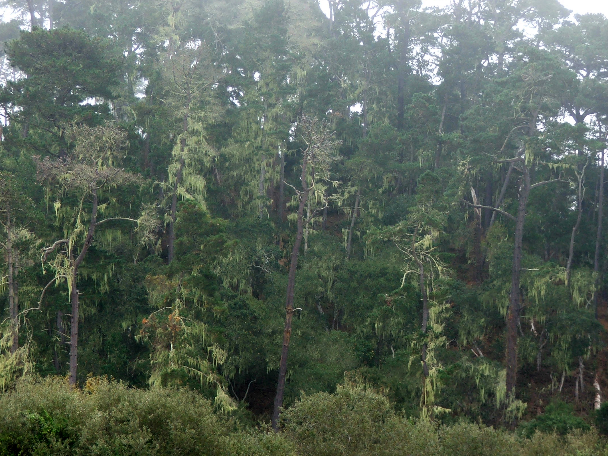 Cambria Pine Forest