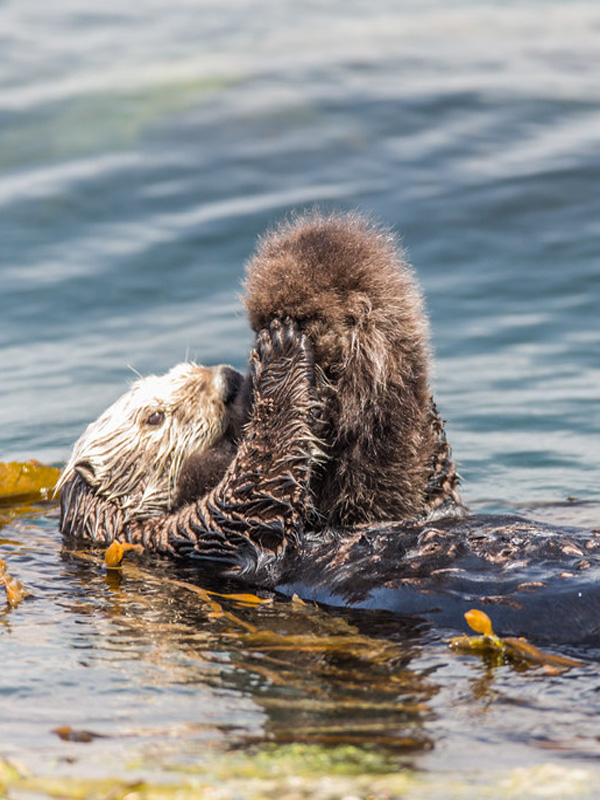 Otter at Morro Bay